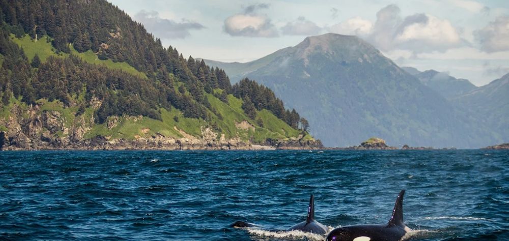 Orca in Queen Charlotte sound