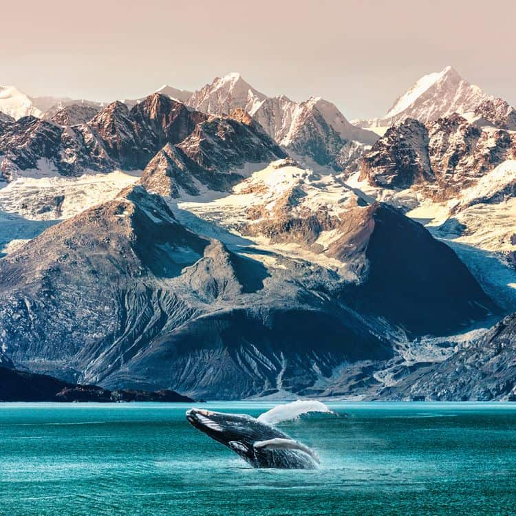 A humpbak whale breaches in arctic waters.