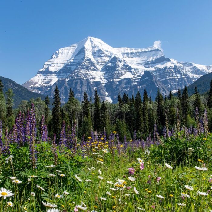 A towering Mount Robson with green lush forest in the foreground