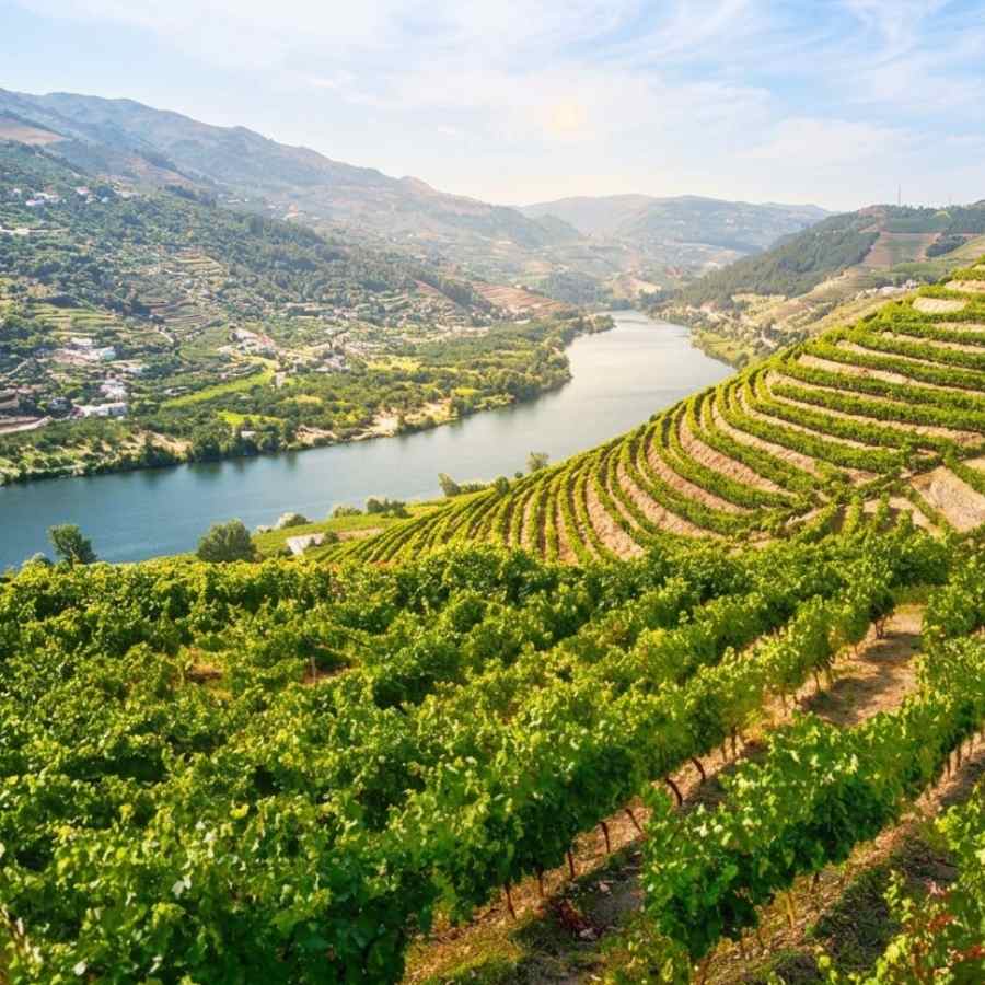 A landscape of a vineyard in the Douro Valley, Portugal
